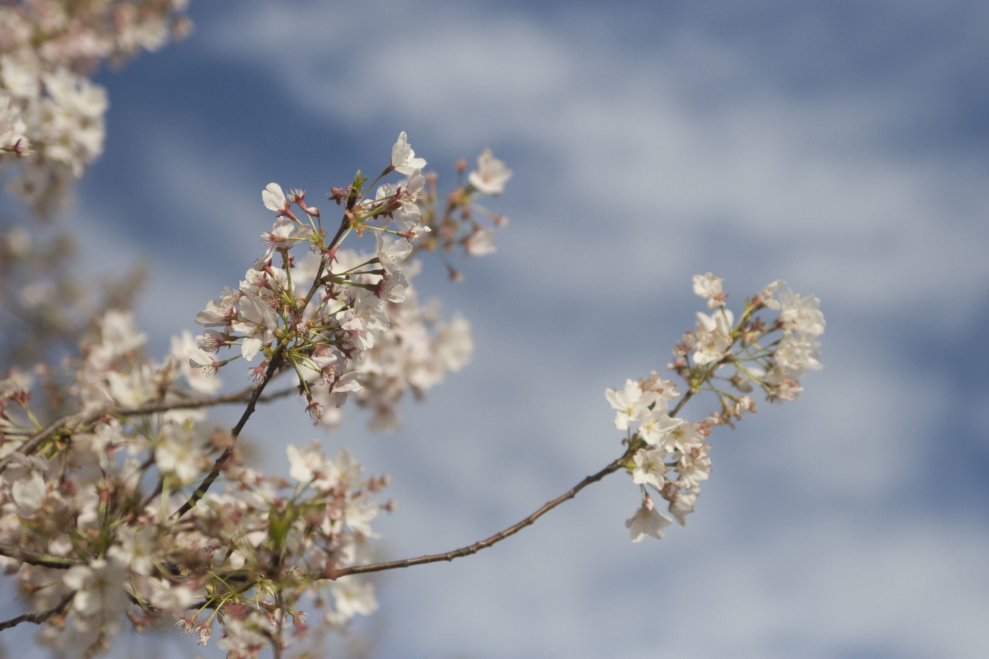 Plancia ëd Prunus subhirtella Miq.