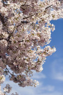 Image of Japanese flowering cherry