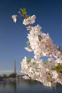 Plancia ëd Prunus subhirtella Miq.