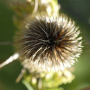 Image of cutleaf teasel