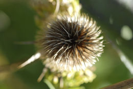 Image of cutleaf teasel