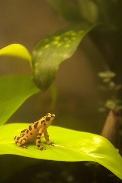 Image of Dendrobates Wagler 1830