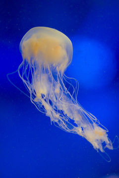 Image of Atlantic sea nettle