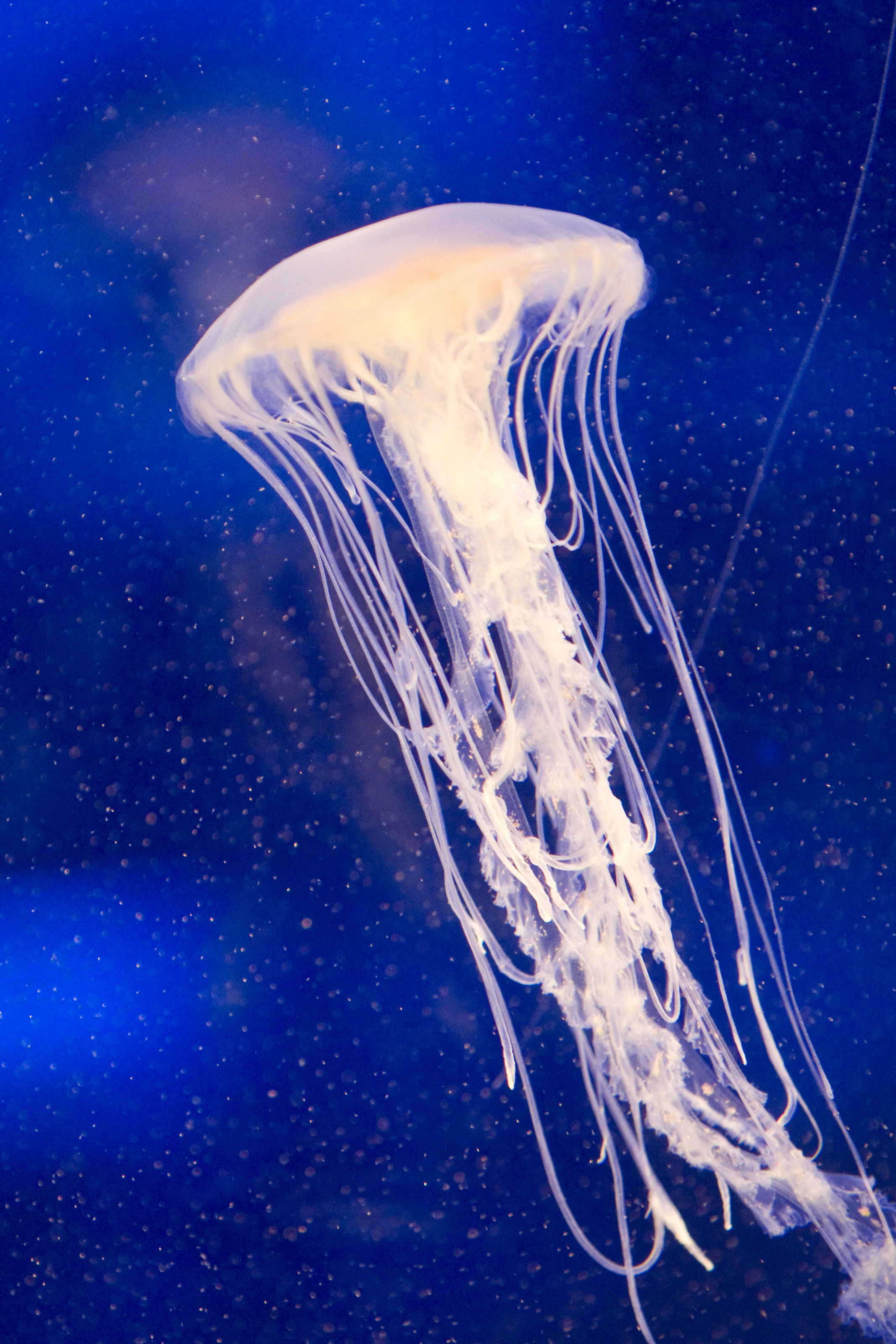 Image of Atlantic sea nettle