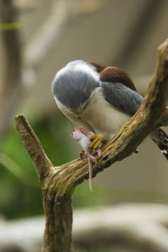 Image of African Pygmy-falcon