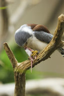 Image of African Pygmy-falcon