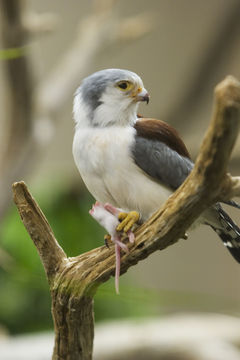 Image of African Pygmy-falcon