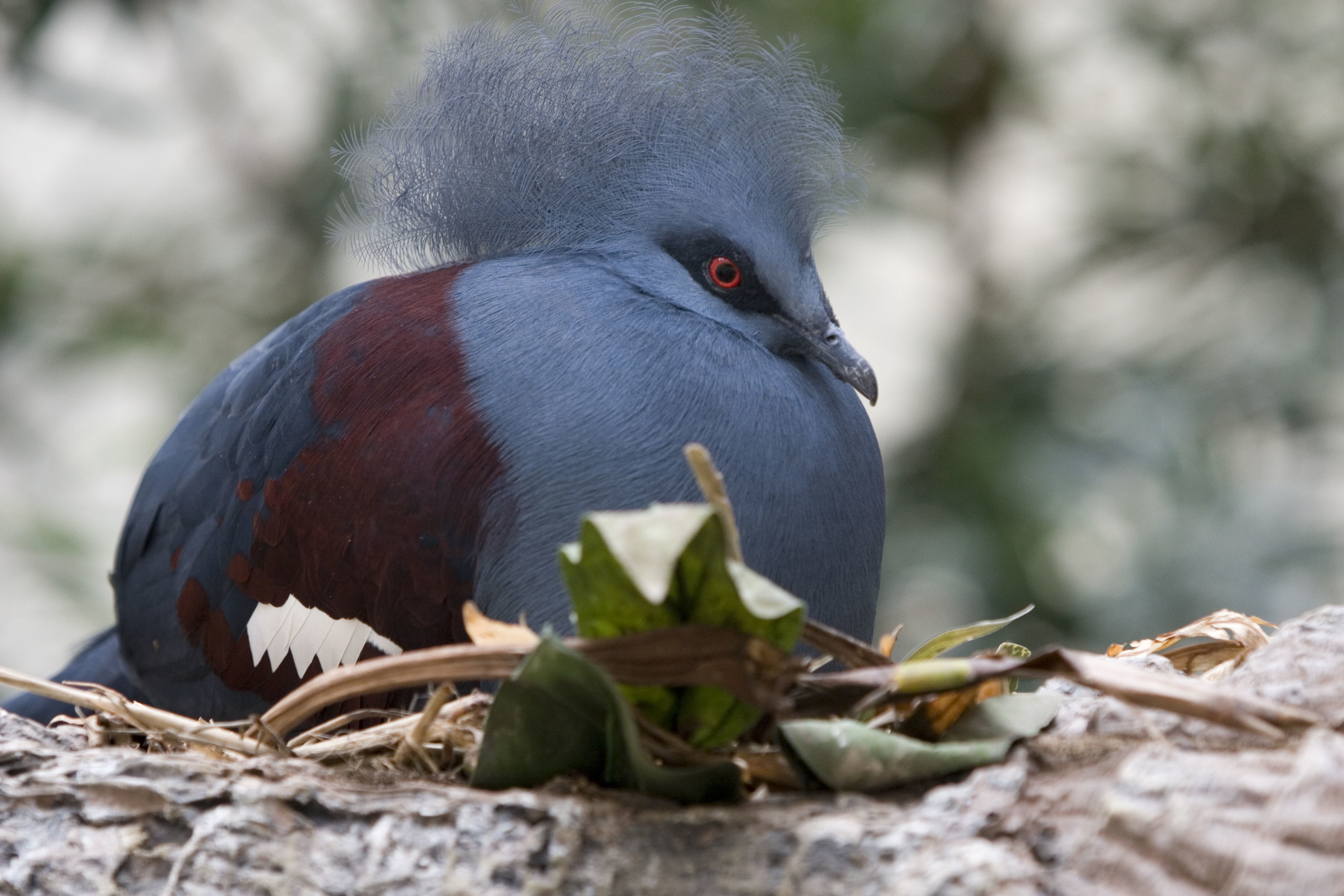 Image of Blue Crowned-pigeon