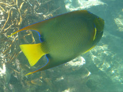 صورة Holacanthus ciliaris (Linnaeus 1758)