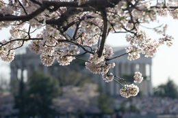 Image of Japanese flowering cherry