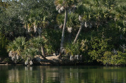 Image of Cabbage Palm