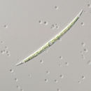 Image of Closterium Nitzsch ex Ralfs 1848