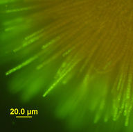 Sivun Gloeotrichia echinulata kuva