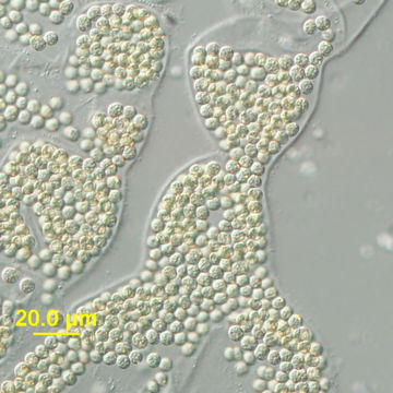 Image de Microcystis wesenbergii