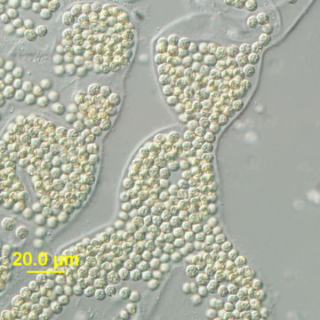 Plancia ëd Microcystis wesenbergii