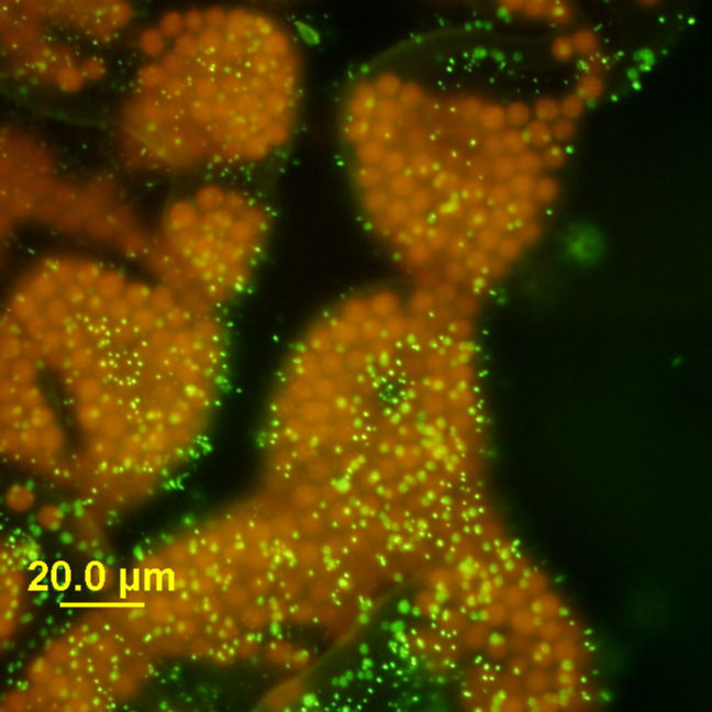 Image of Microcystis wesenbergii