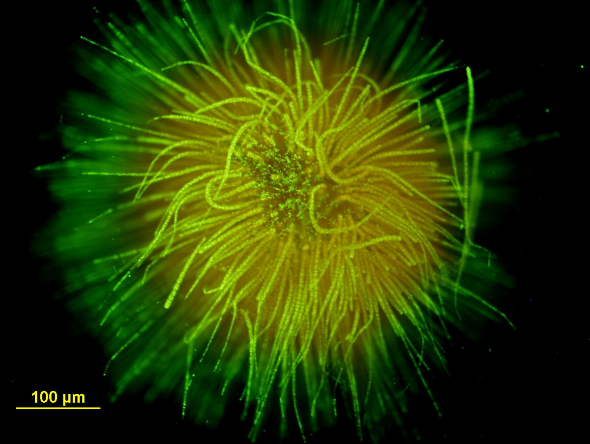 Imagem de Gloeotrichia J. Agardh ex Bornet & Flahault 1886