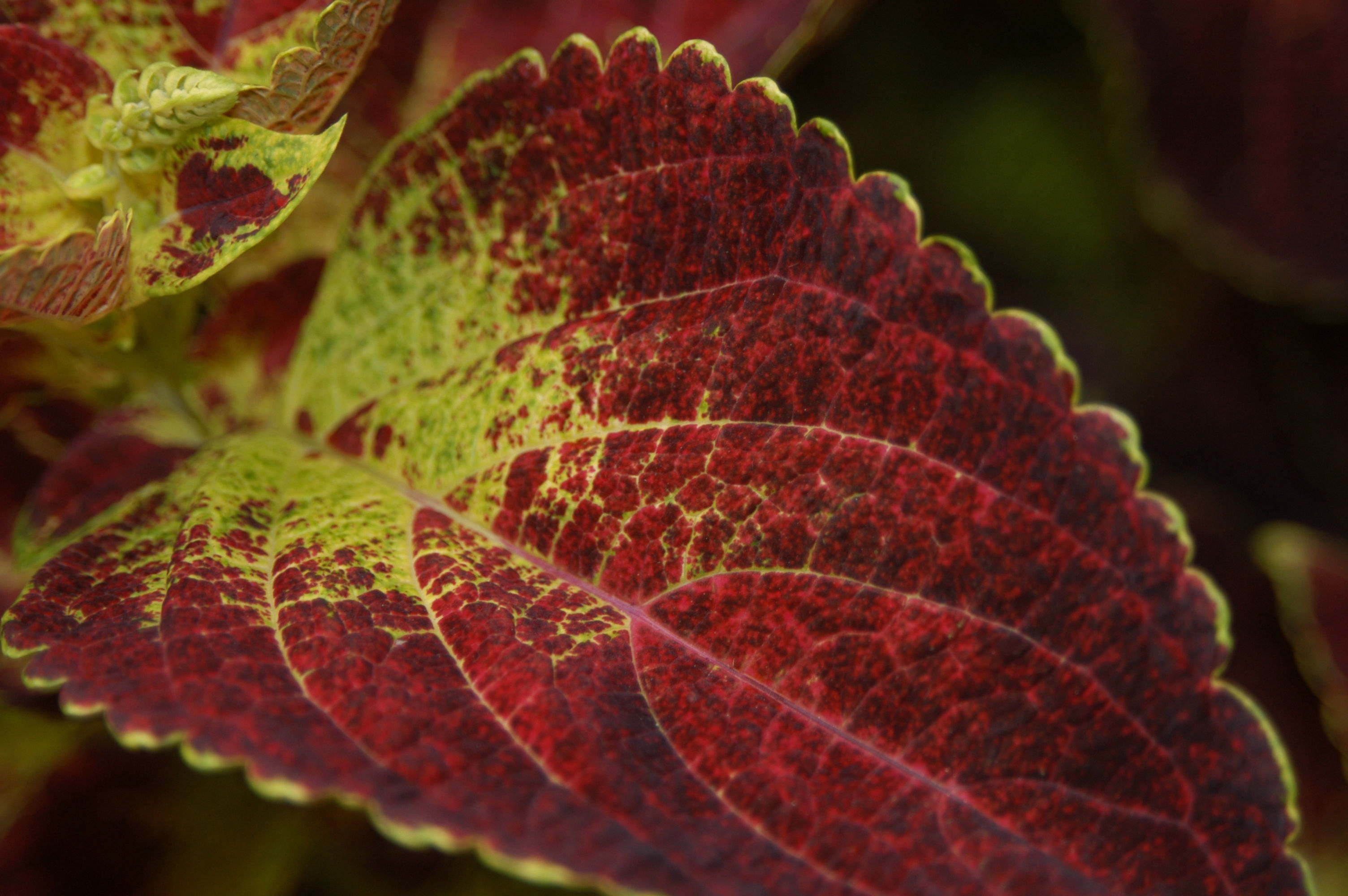 Image of coleus