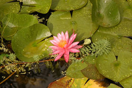 Image of waterlilies