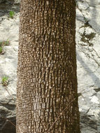 Image of common persimmon