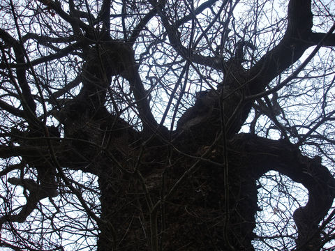 Image of English oak