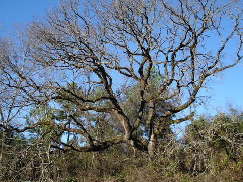 Imagem de Quercus stellata Wangenh.