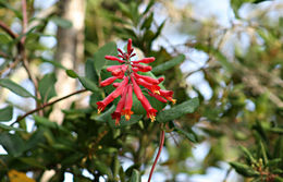 Sivun Lonicera sempervirens L. kuva