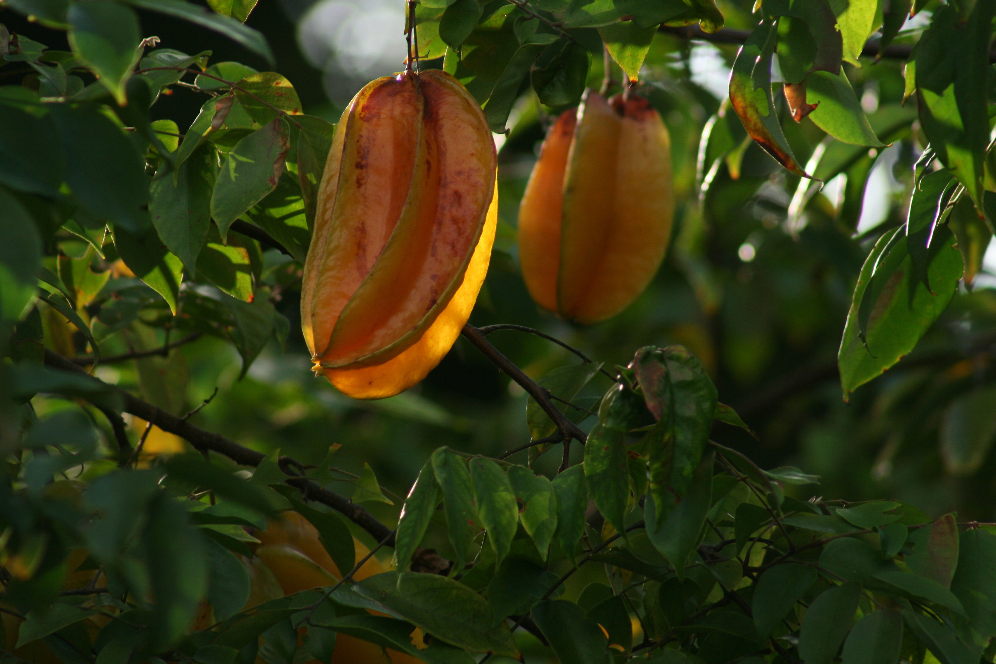 Image of carambola