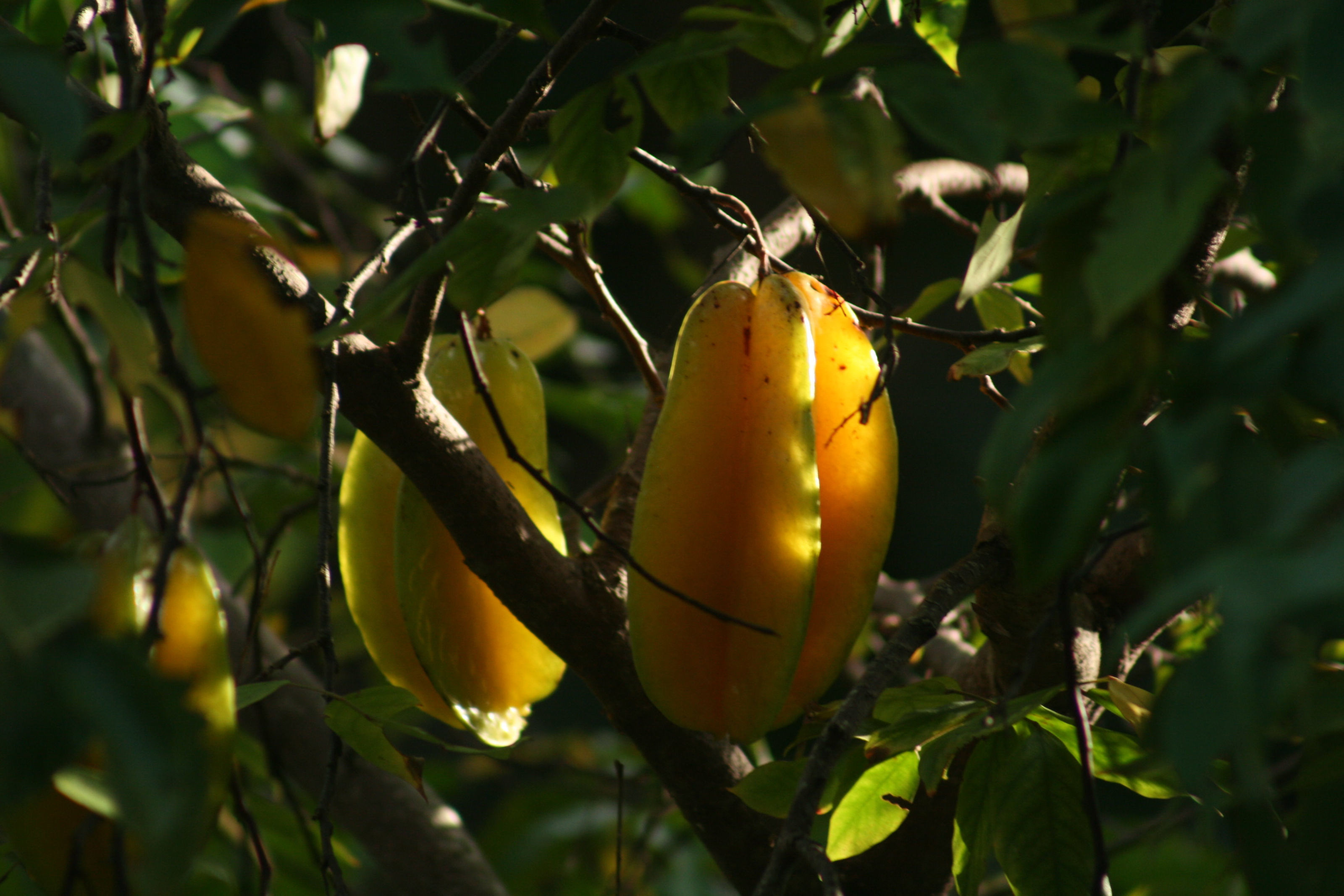 Image of carambola