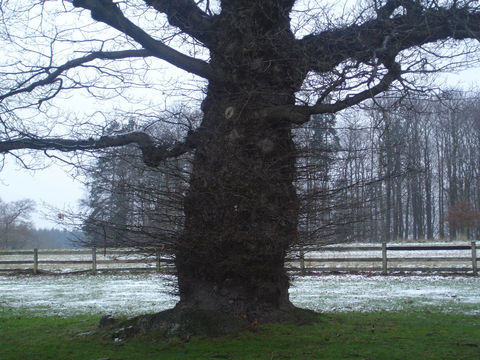 Image of English oak