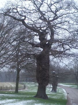 Image of English oak