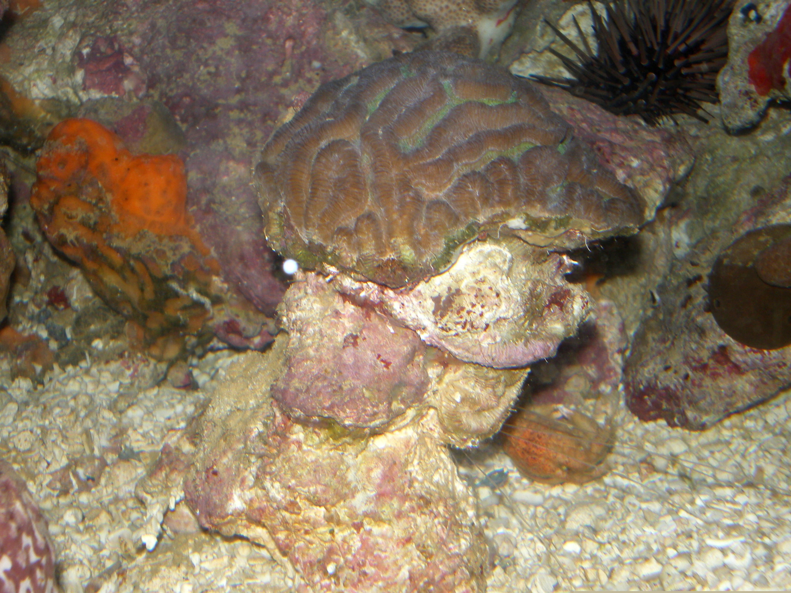 Image of Maze Coral