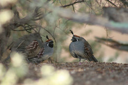 Image of Gambel's Quail