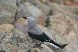 Image of Clark's Nutcracker