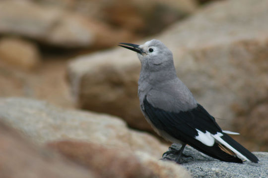 Image of Clark's Nutcracker