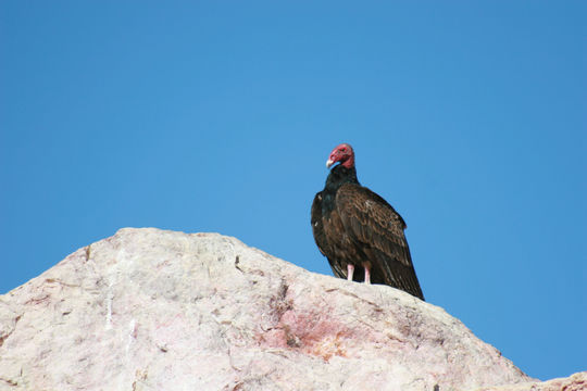 Image of Turkey Vulture