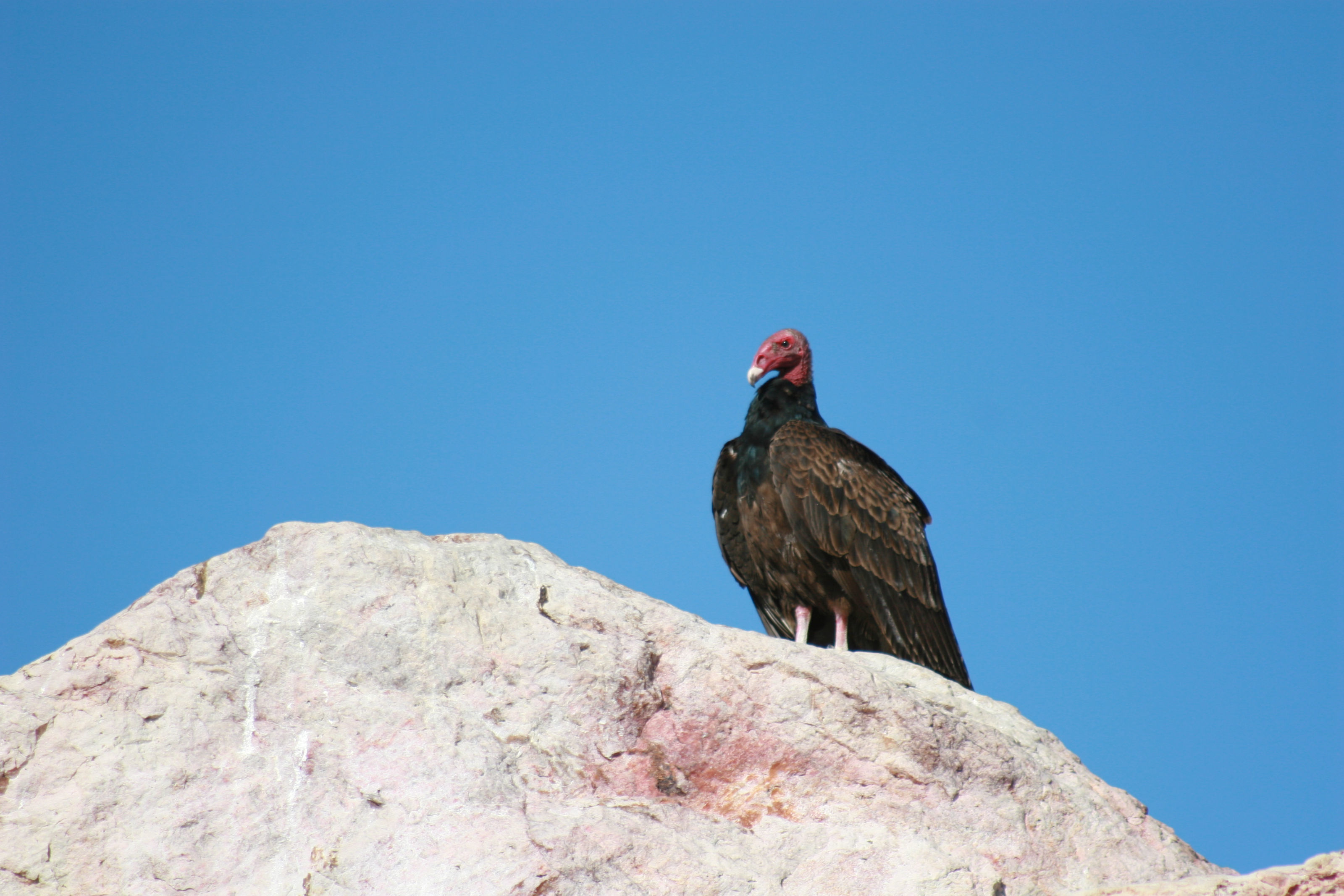 Image of Turkey Vulture