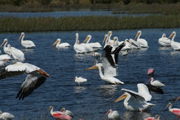 Image of storks