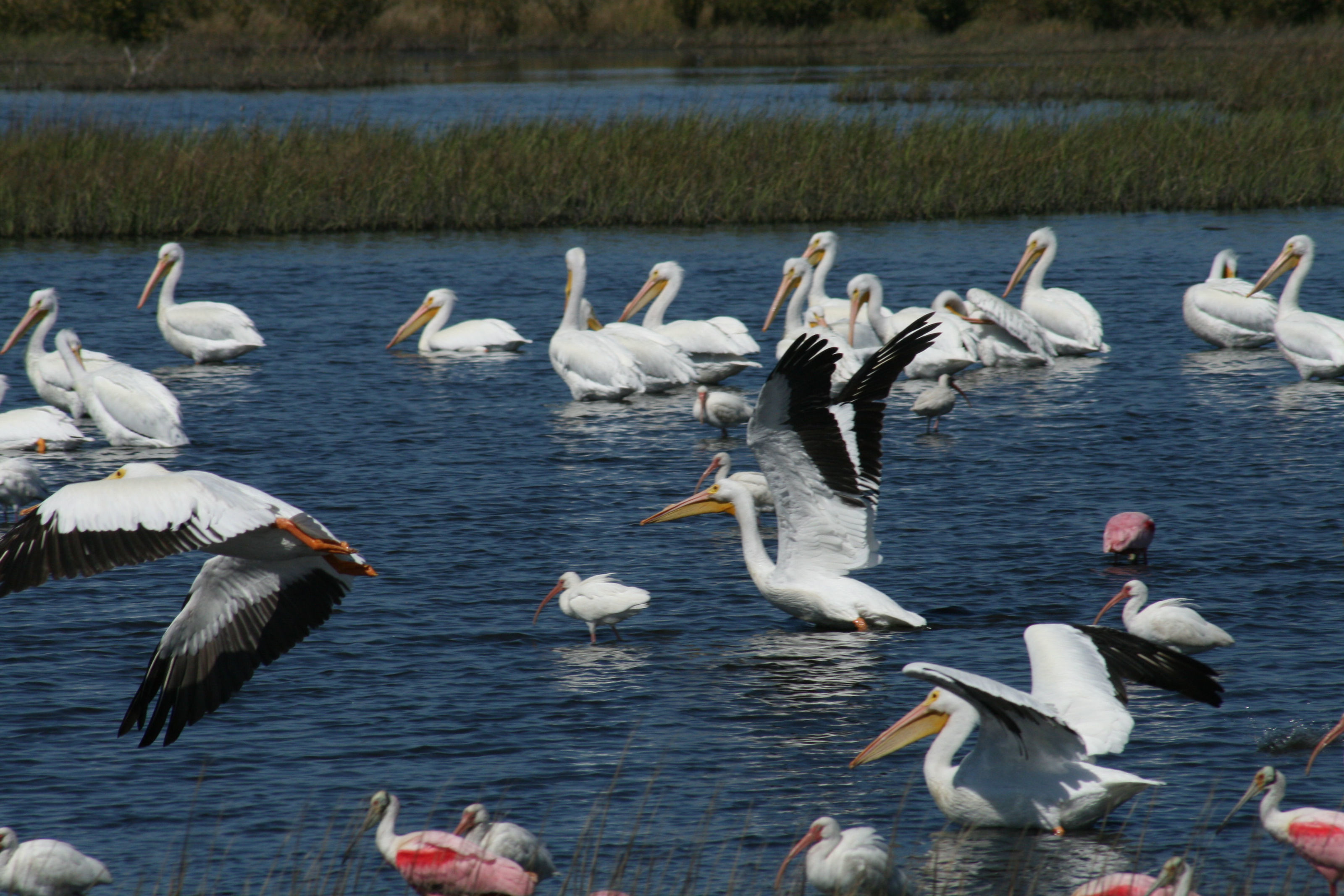 Image of storks