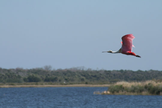 Image of Roseate Spoonbill