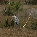 Imagem de Ardea herodias herodias Linnaeus 1758