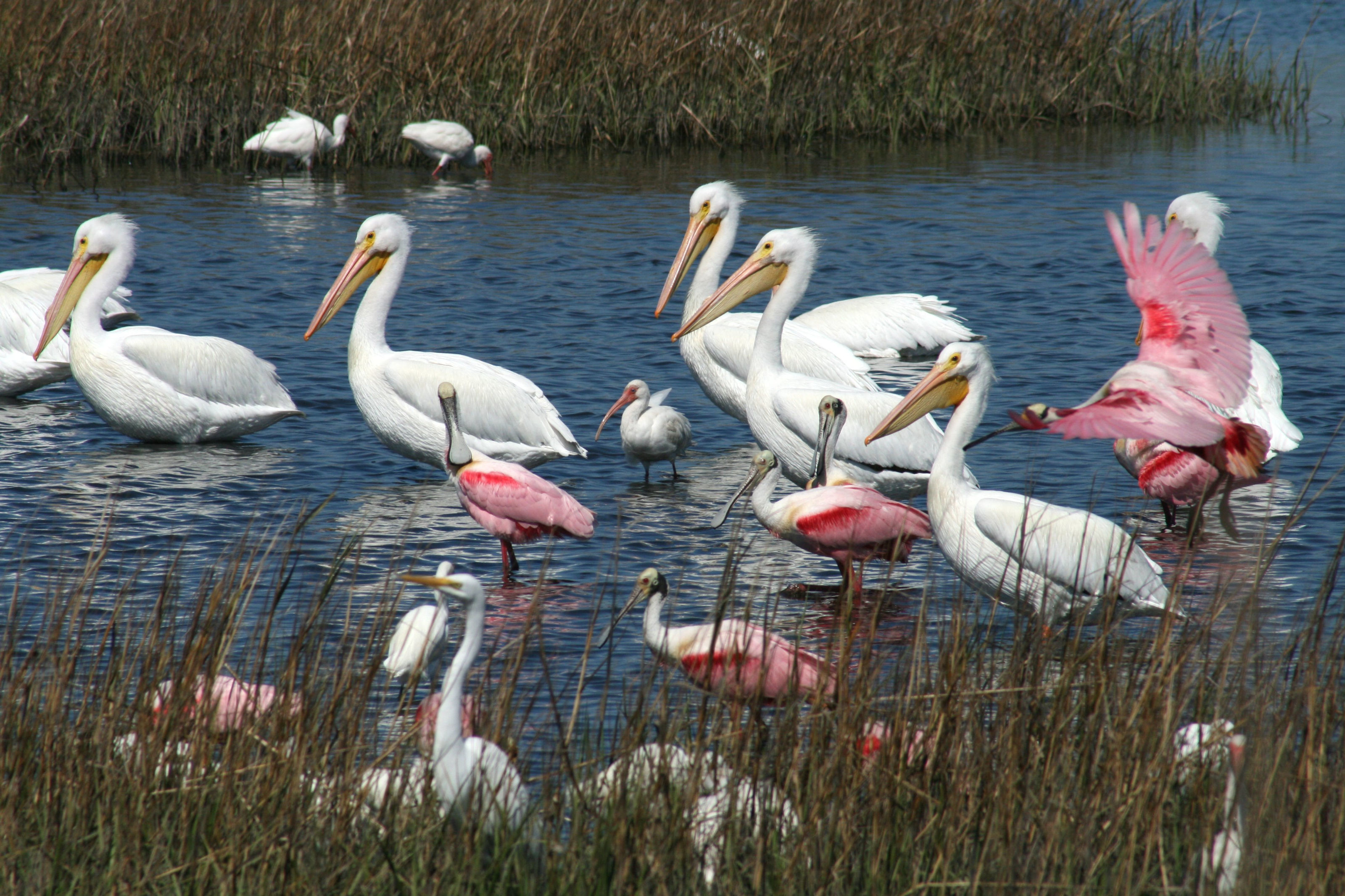 Image of Roseate Spoonbill