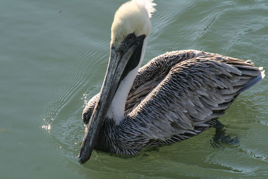 Image of Pelecanus occidentalis occidentalis Linnaeus 1766