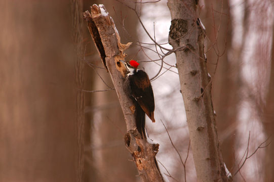 Image of Pileated Woodpecker