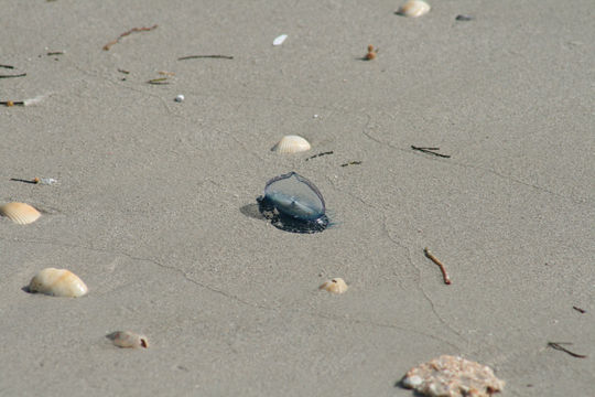 Imagem de Velella velella (Linnaeus 1758)