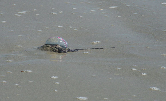 Image of Portuguese man o' war