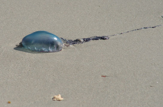 Image of Portuguese man o' war