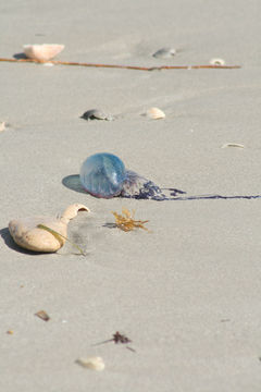 Image of Portuguese man o' war