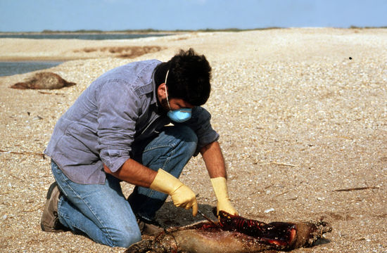 Image of Caspian Seal