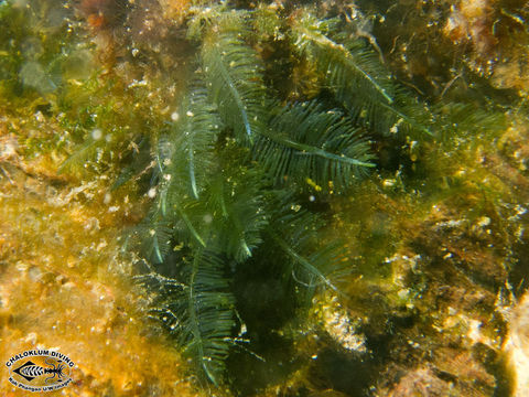 Слика од Bryopsis pennata